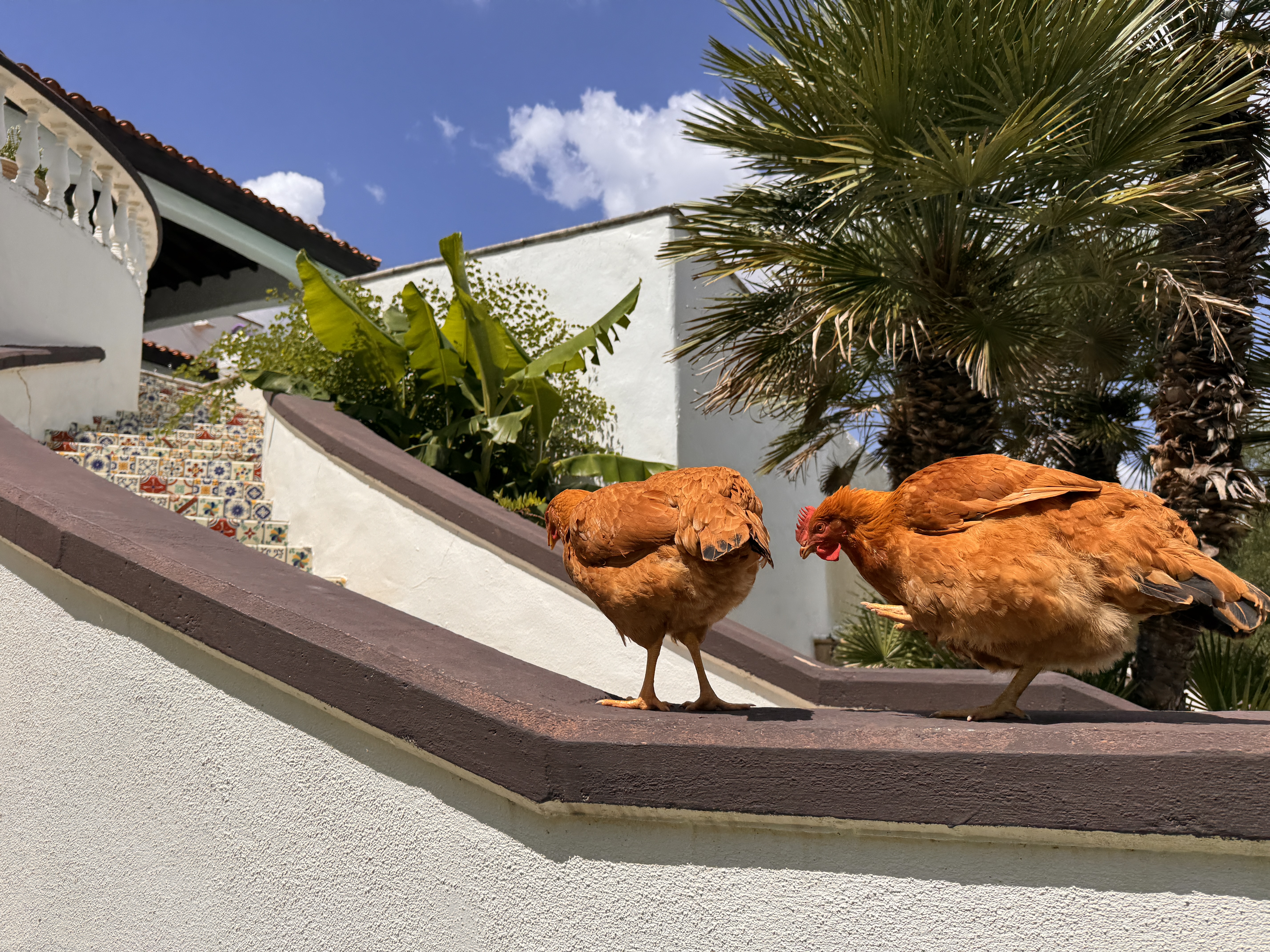 Mission garden hens — primary editorial image