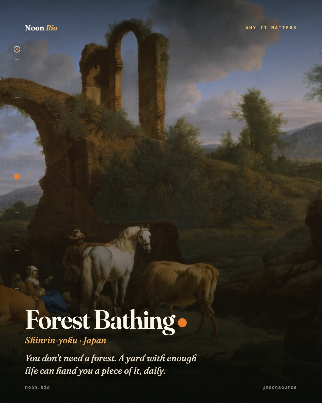 Forest Bathing