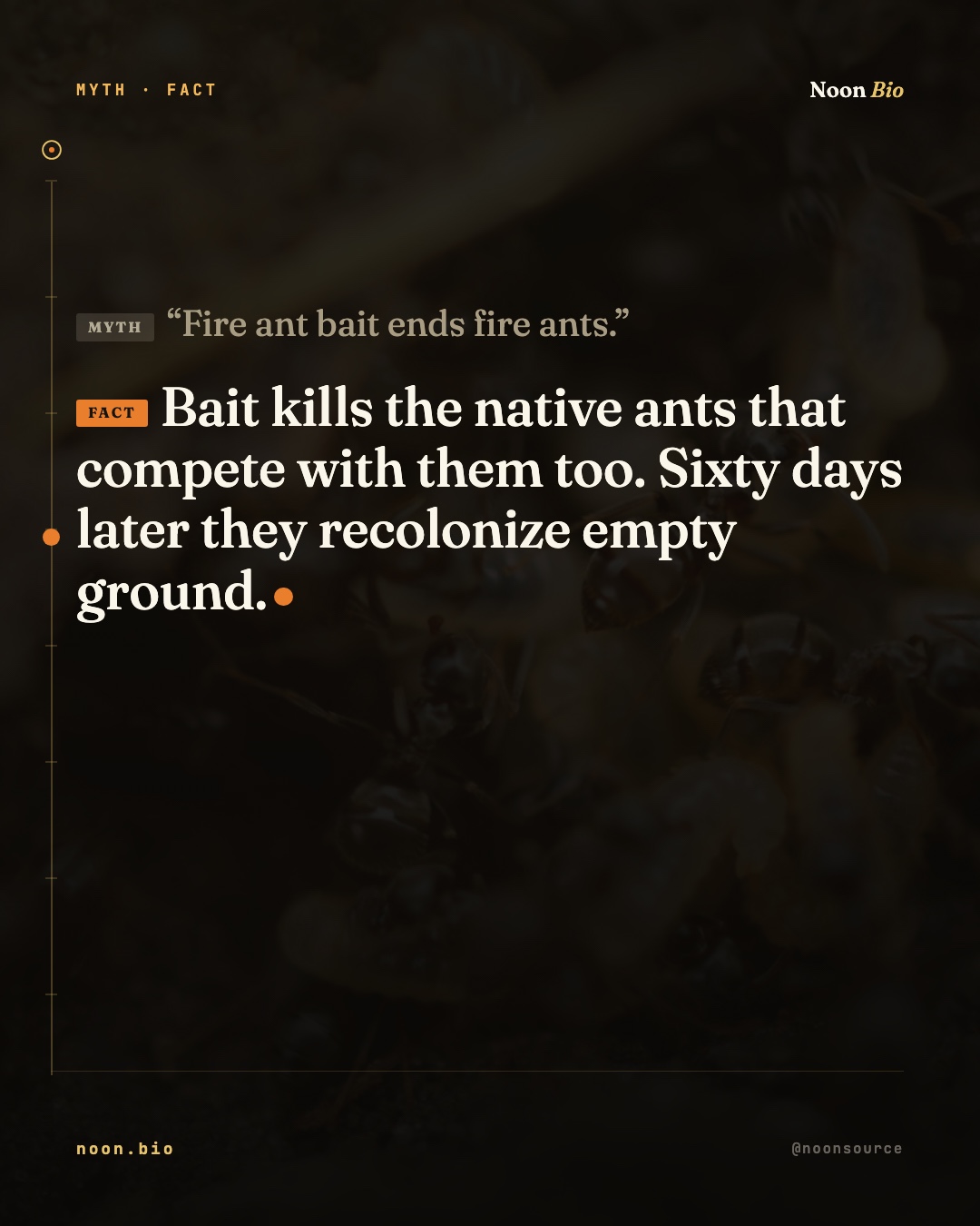 Fire ant bait ends fire ants.