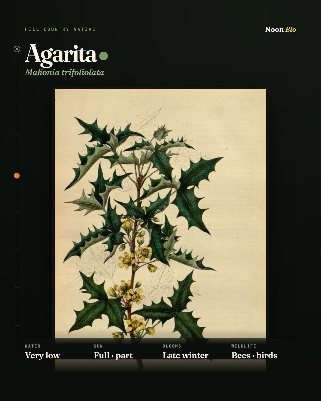 Agarita