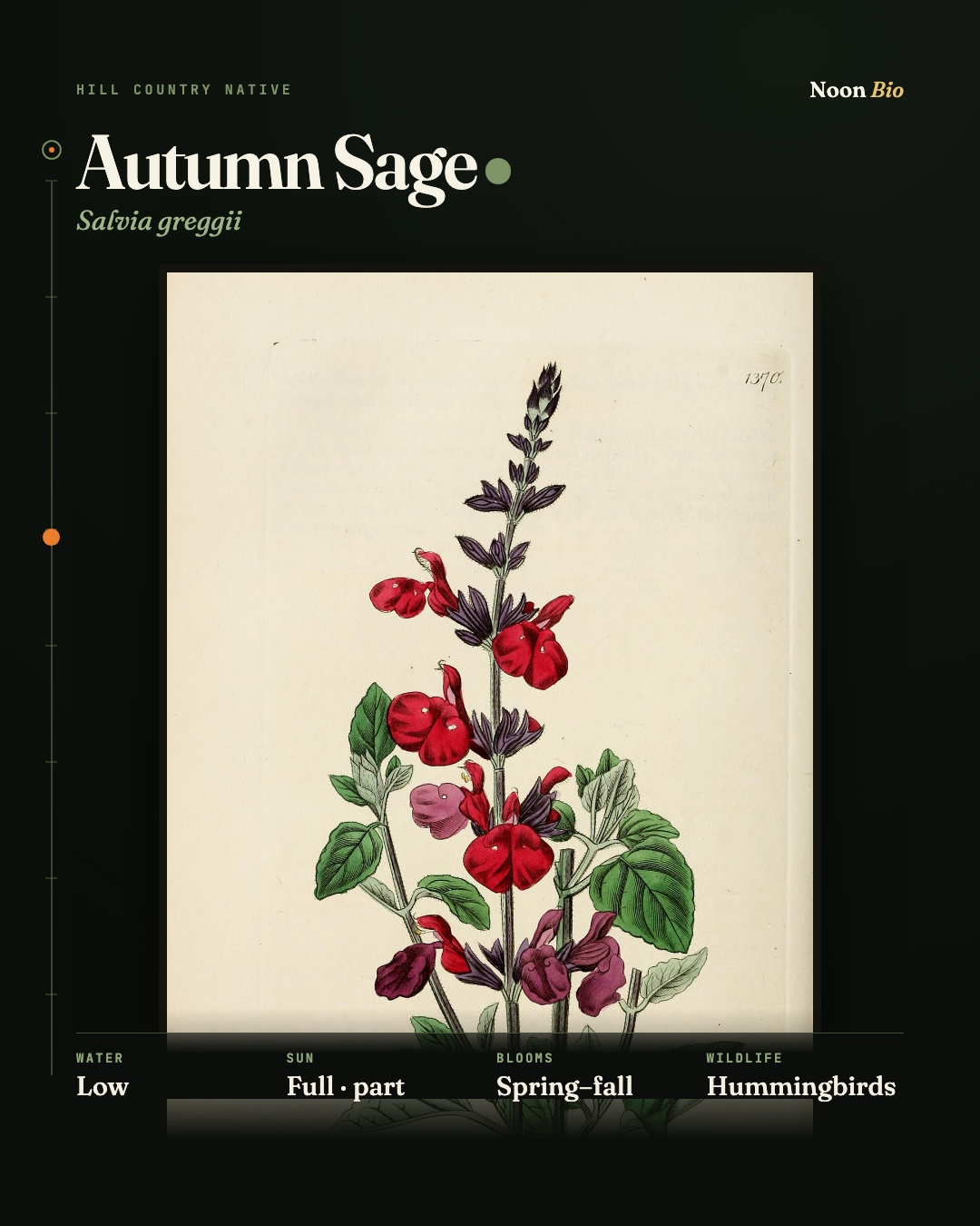 Autumn Sage
