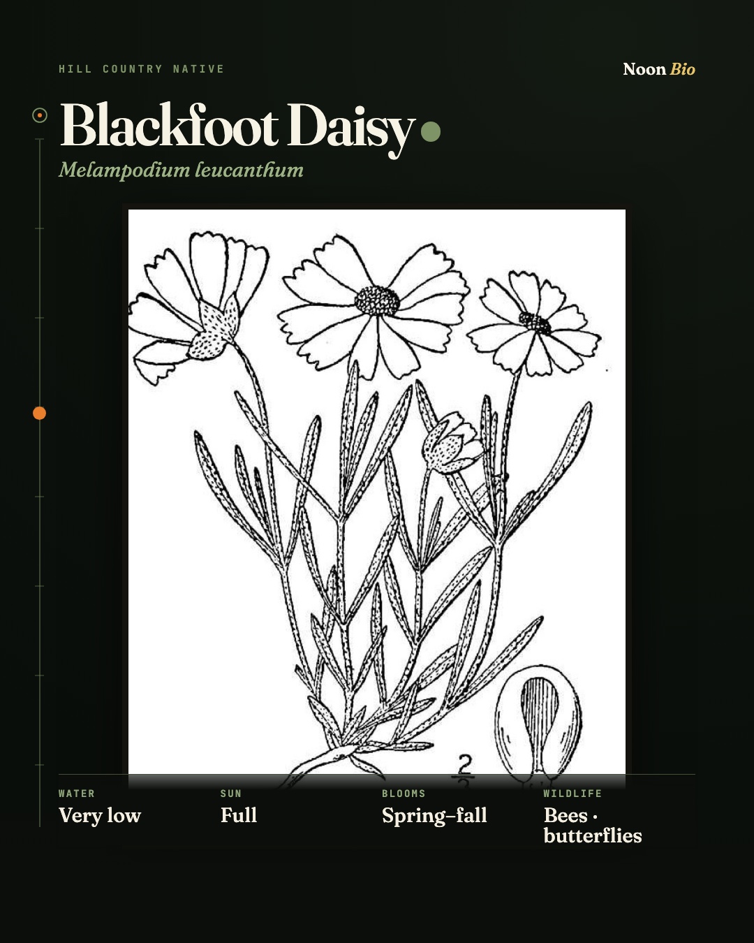Blackfoot Daisy