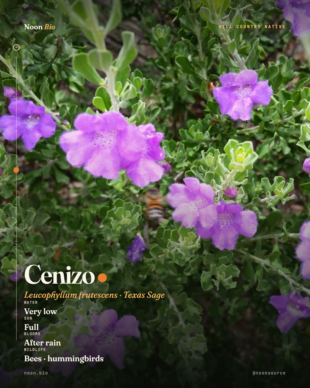 Cenizo