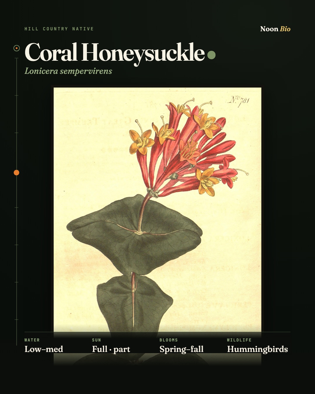 Coral Honeysuckle