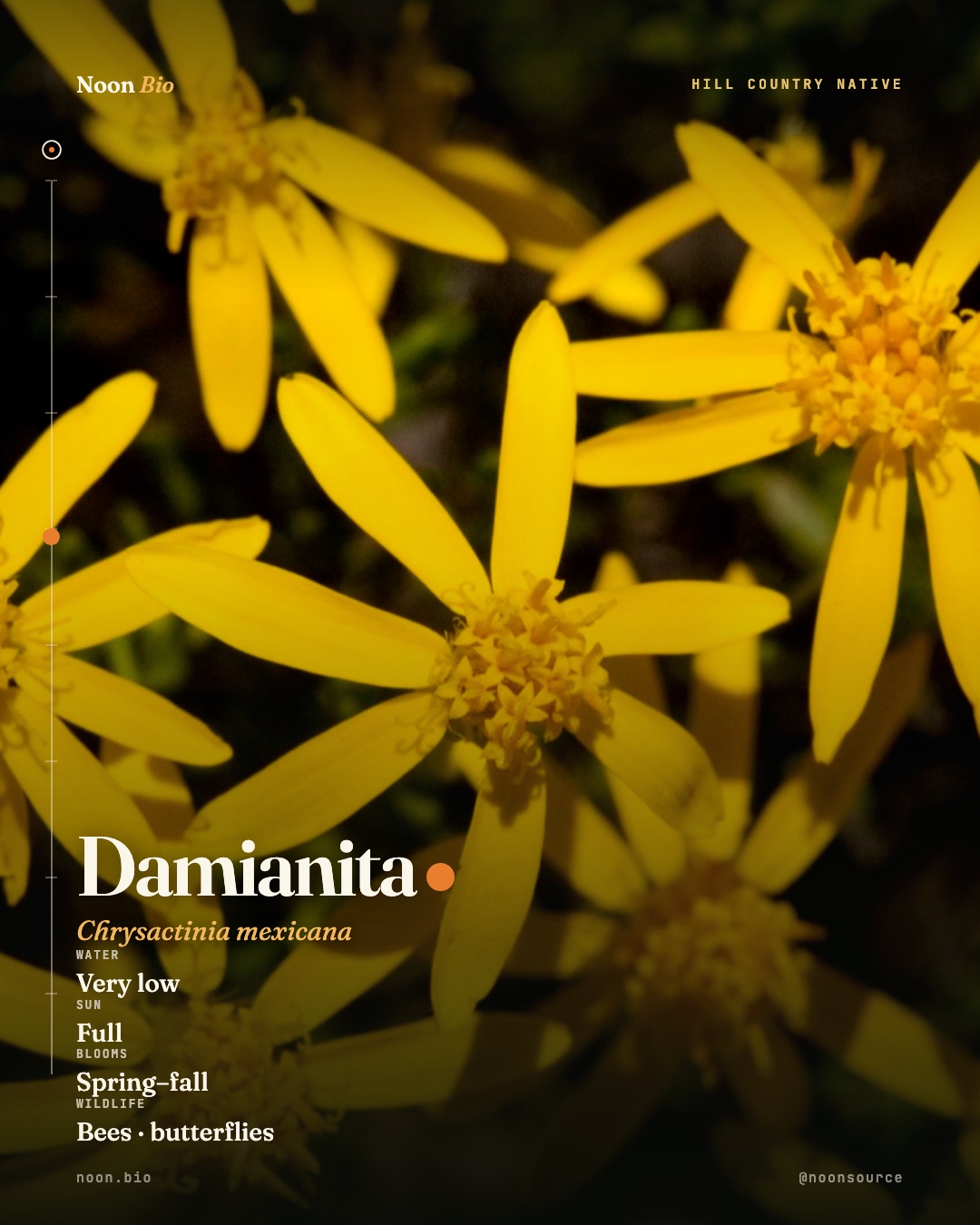 Damianita