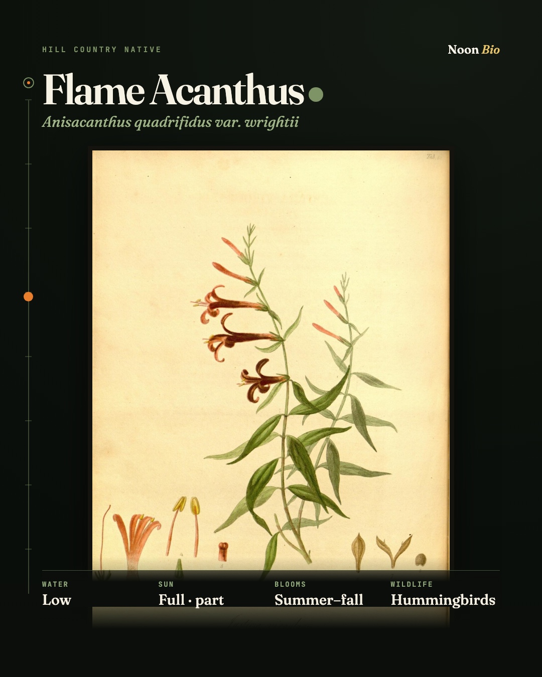 Flame Acanthus