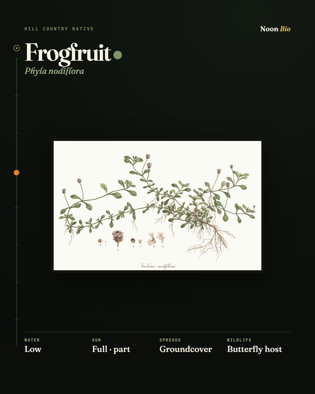 Frogfruit