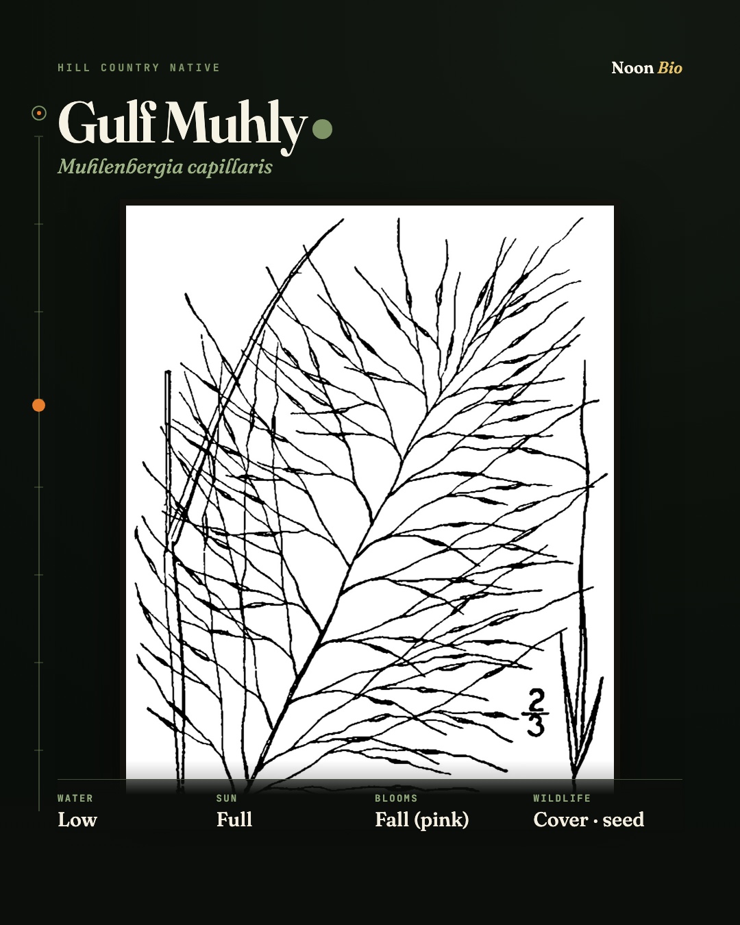 Gulf Muhly