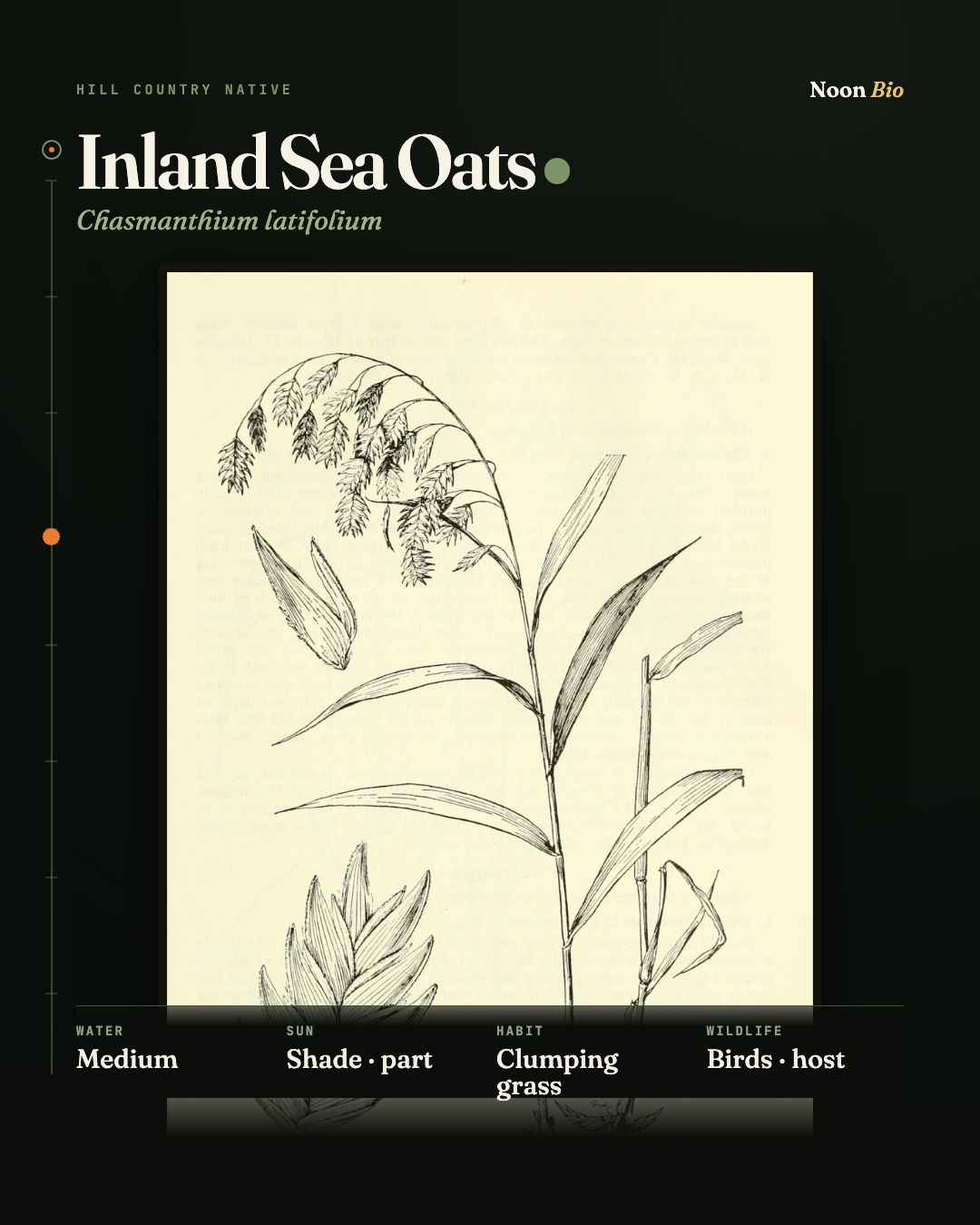 Inland Sea Oats