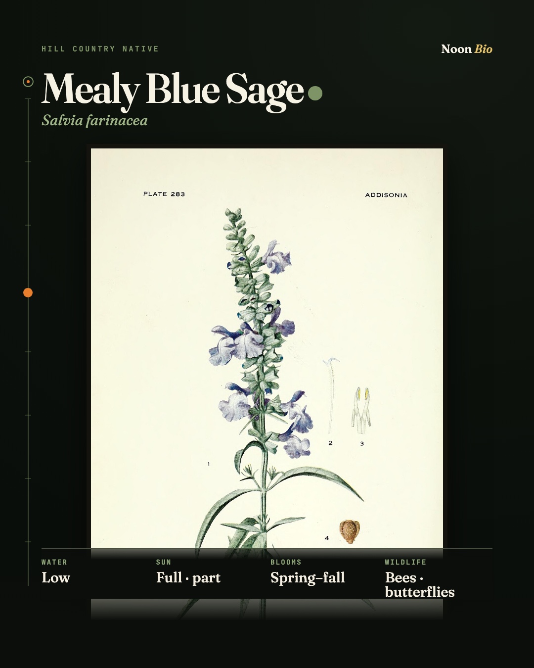 Mealy Blue Sage