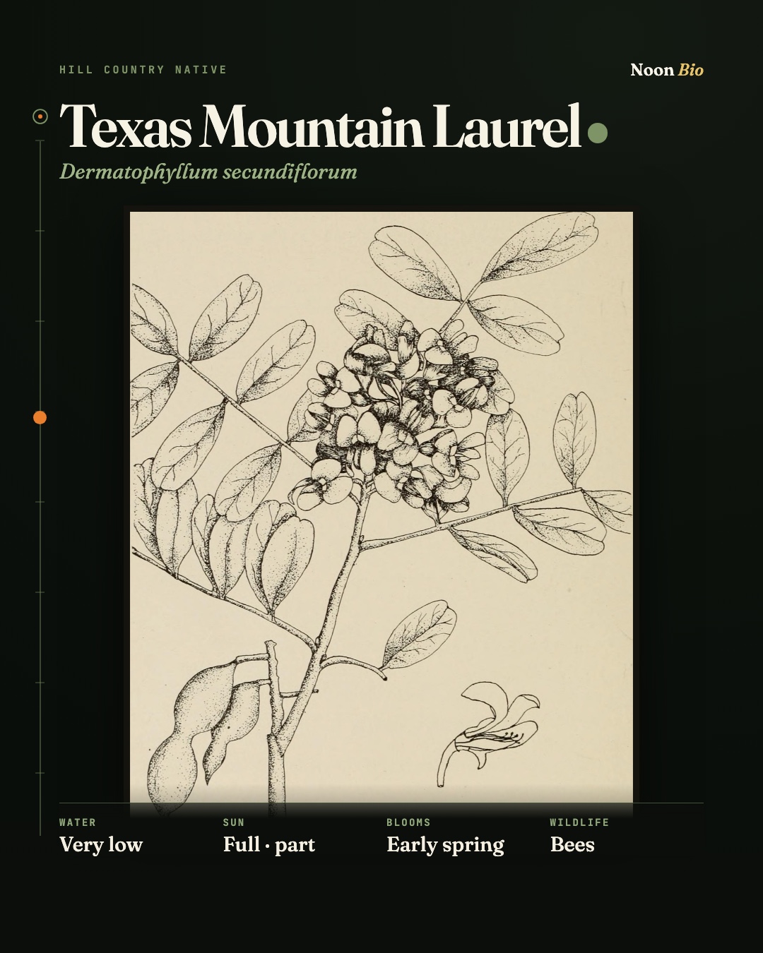 Texas Mountain Laurel