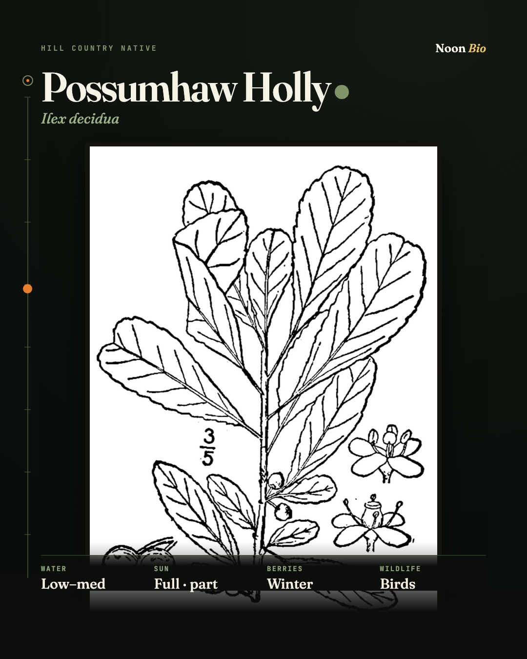 Possumhaw Holly