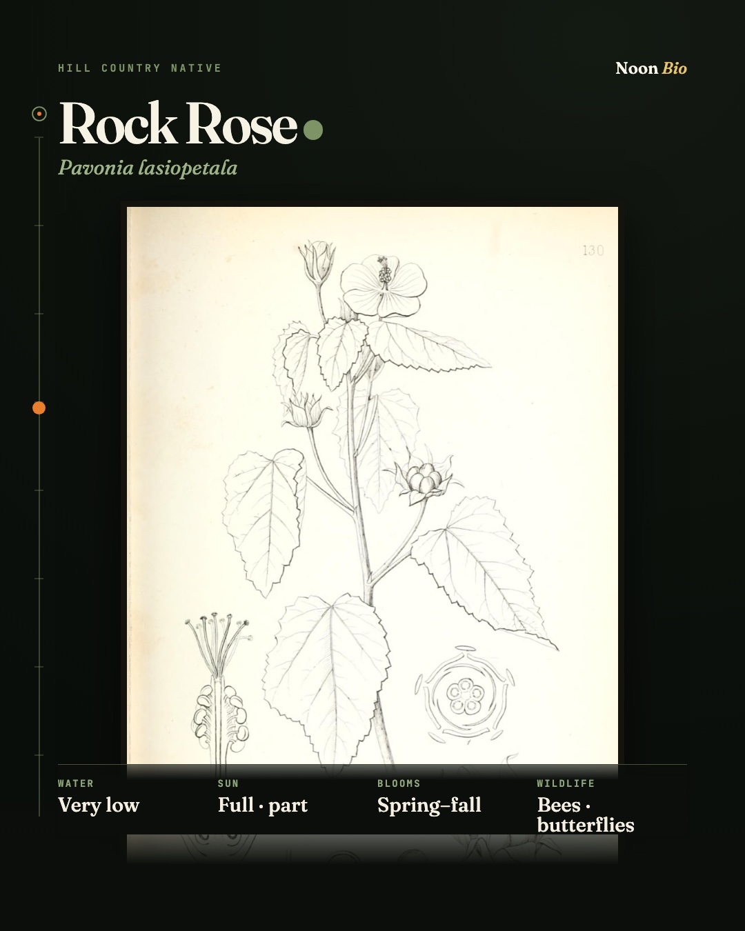 Rock Rose