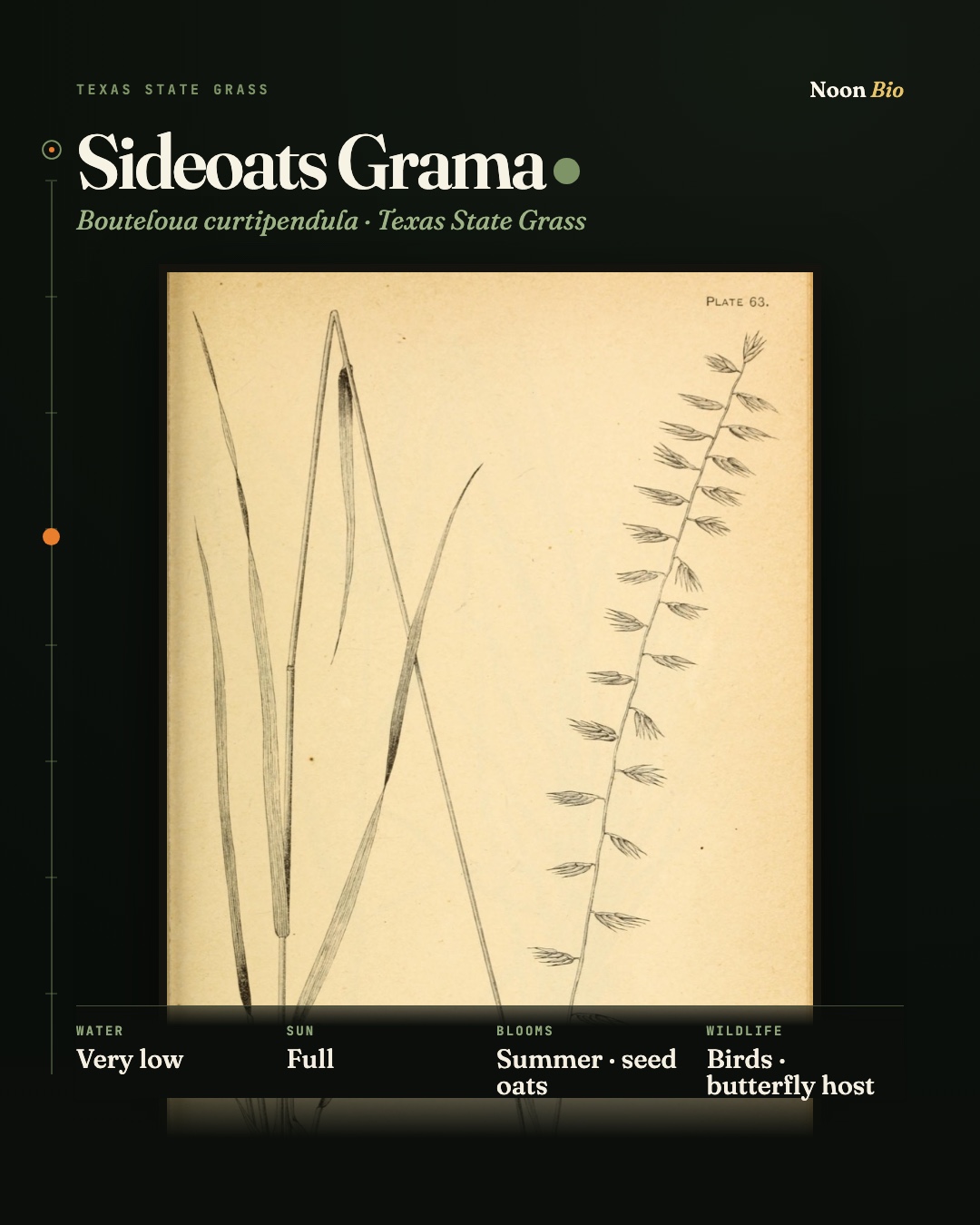 Sideoats Grama