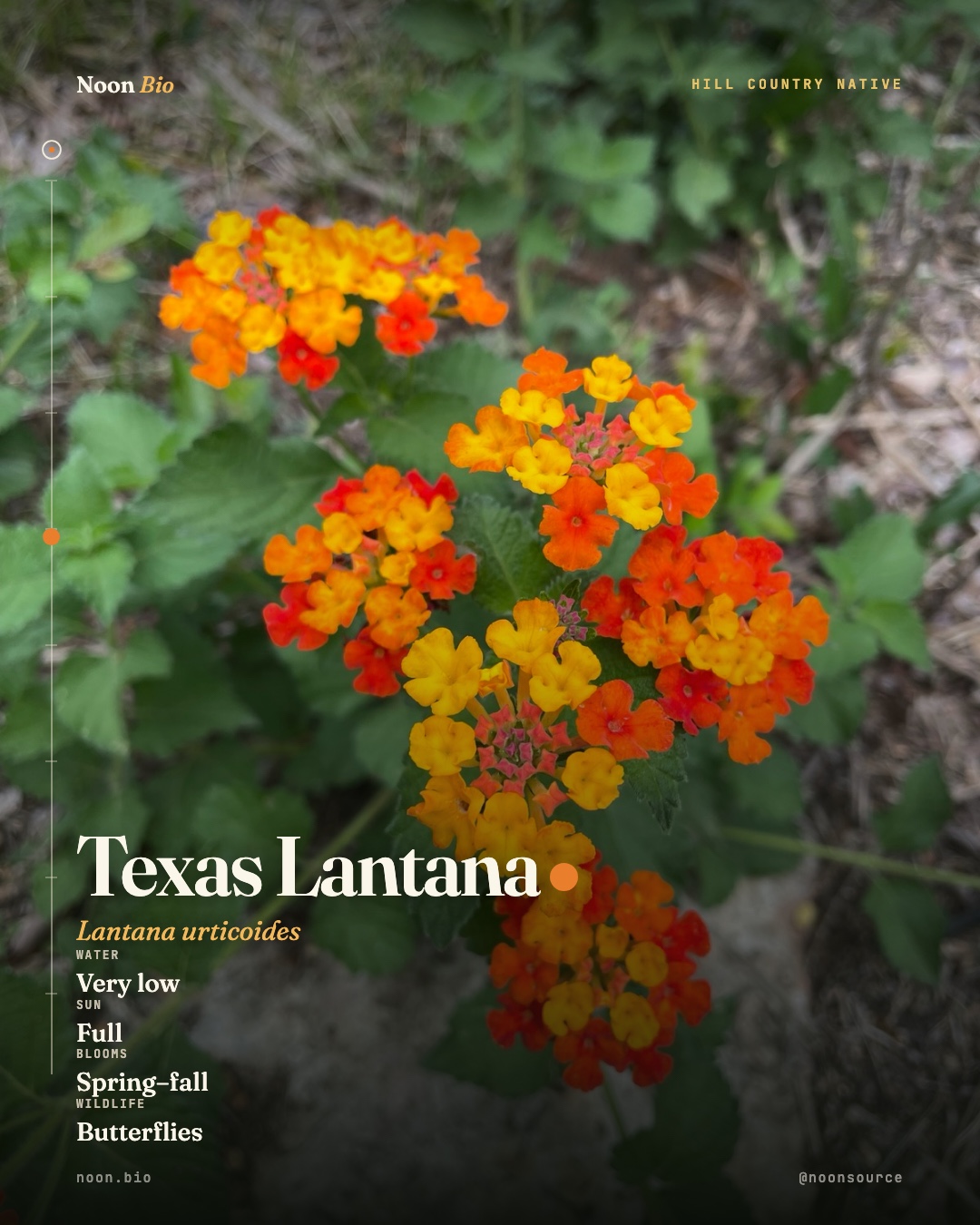 Texas Lantana