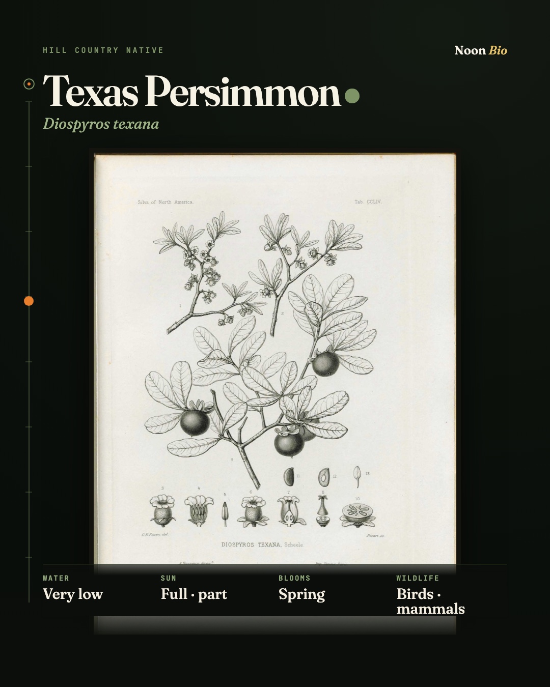 Texas Persimmon