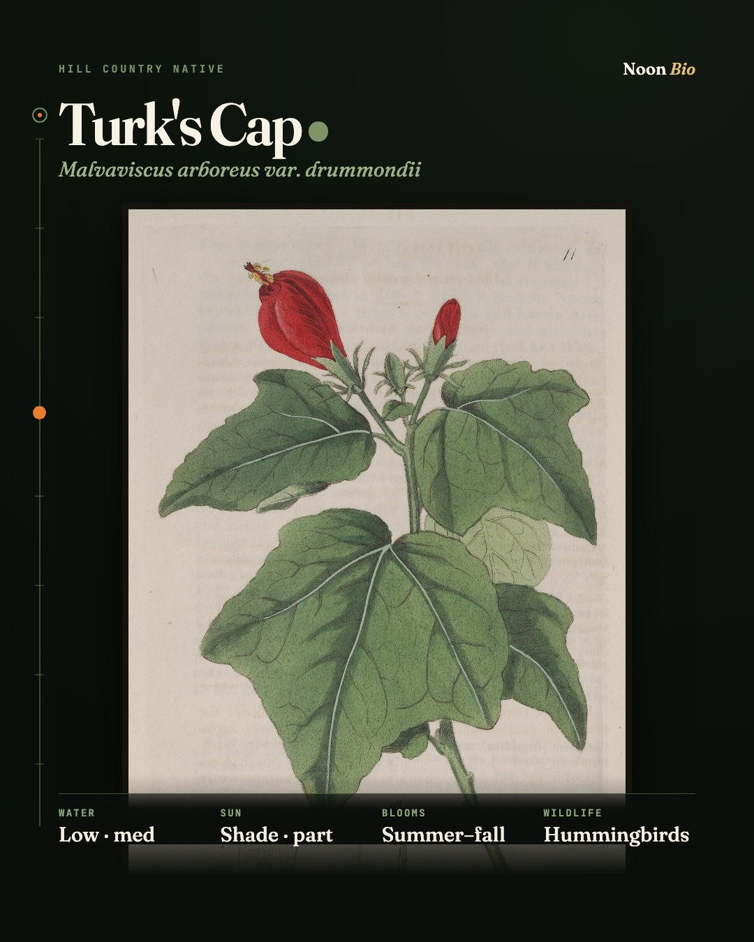 Turk's Cap