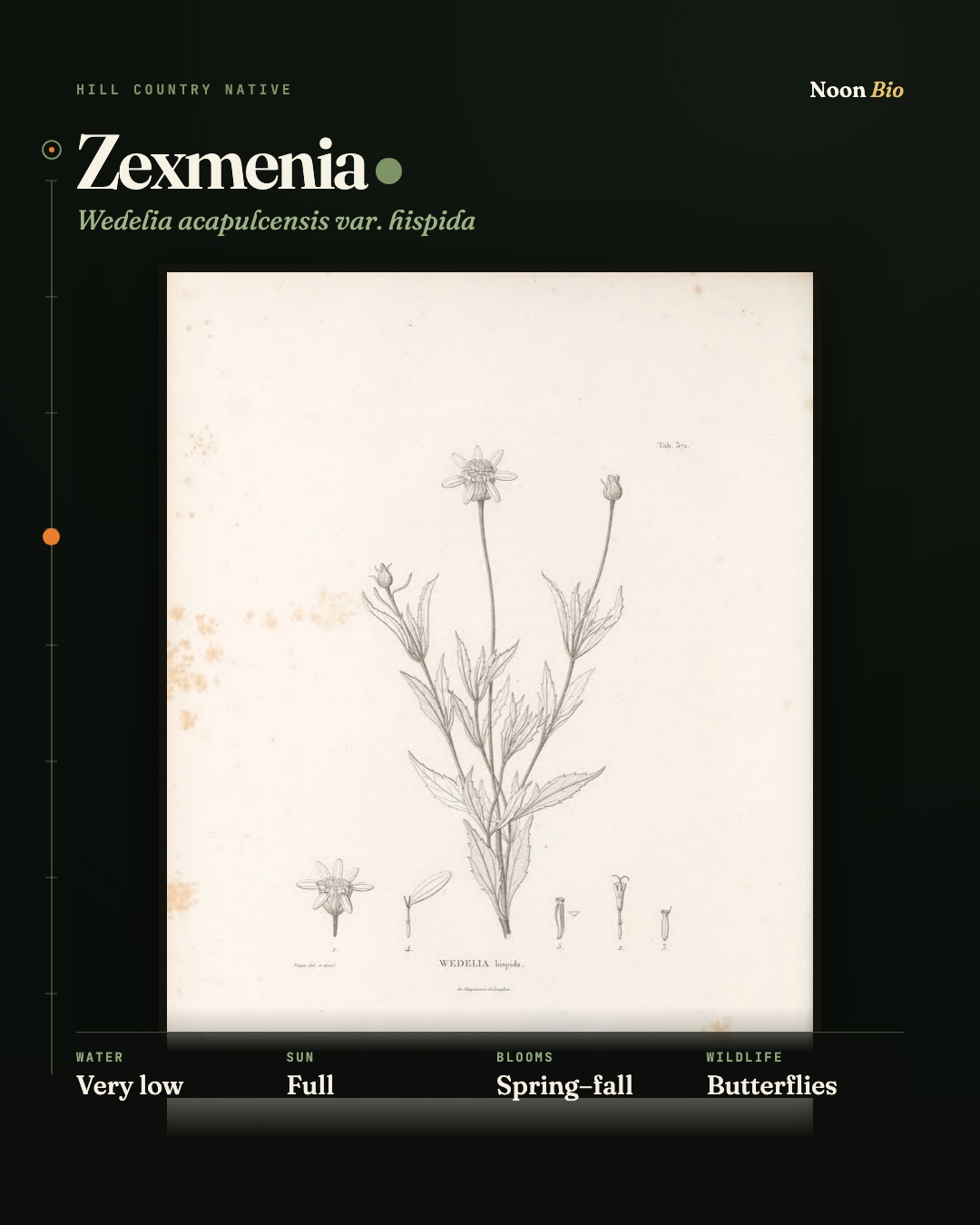Zexmenia