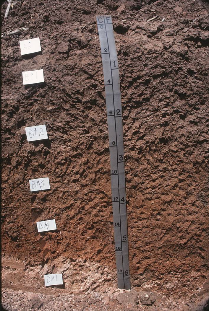 Soil profile with a white calcium carbonate layer at the bottom.