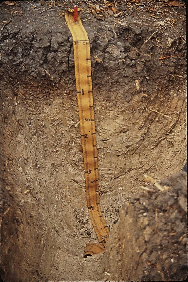 Soil profile with a measuring tape showing layers.