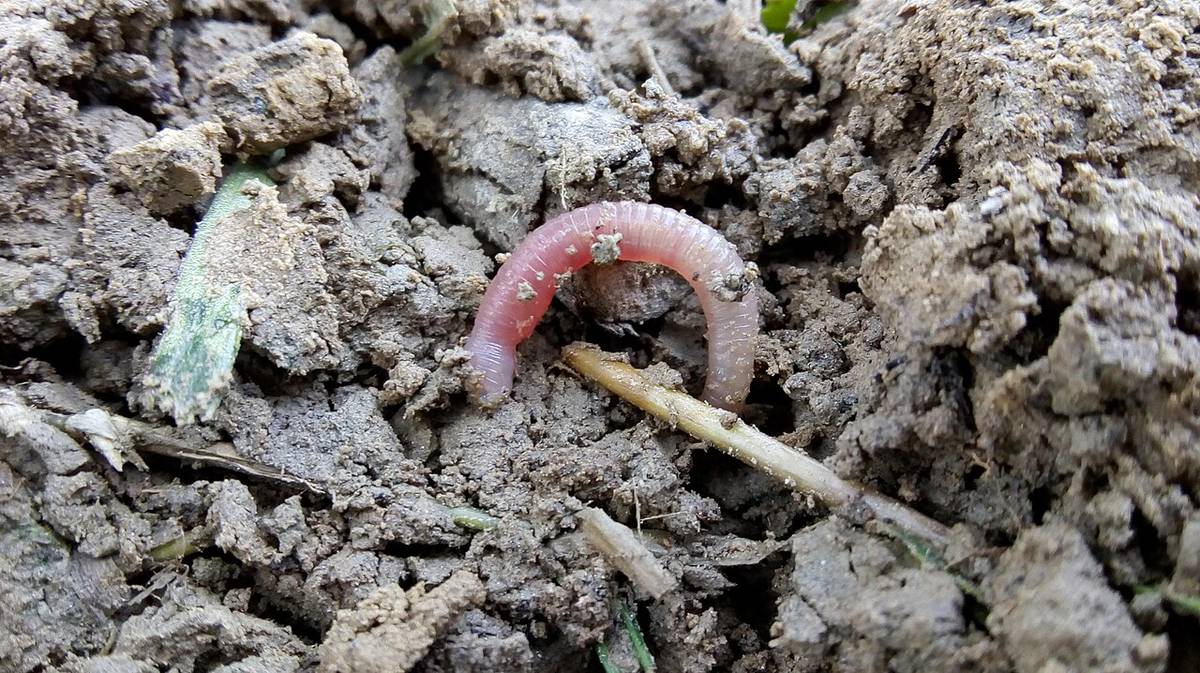 An earthworm curled on loose, crumbly garden soil.