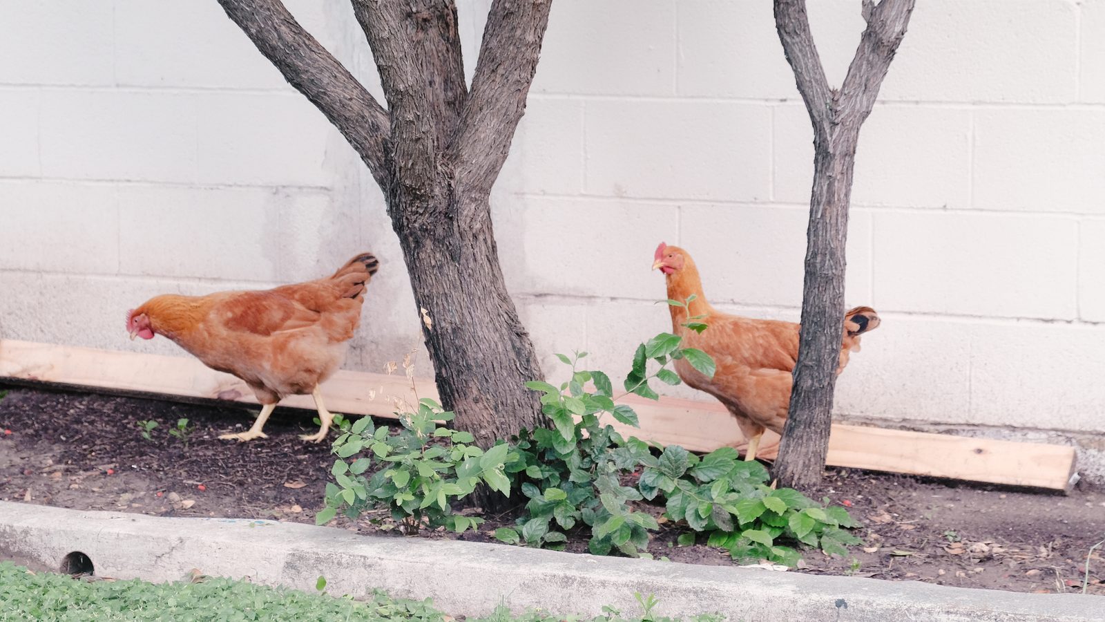 Two hens foraging in a planted bed against the whitewashed cinderblock wall of the school.