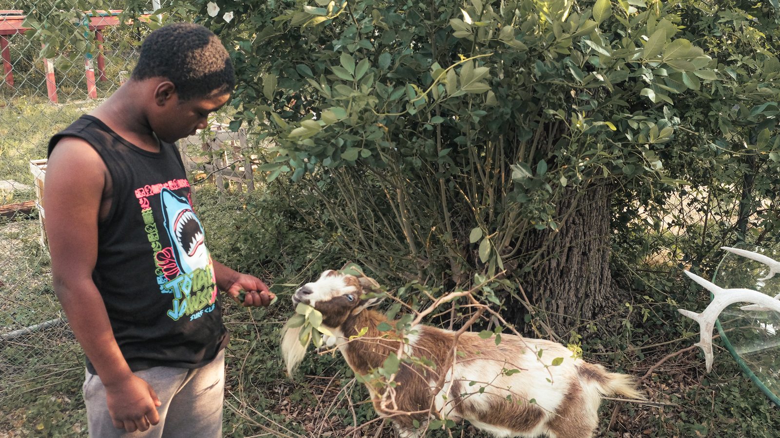 A young trainee at 702 feeding a browsing goat by hand at the edge of the field.