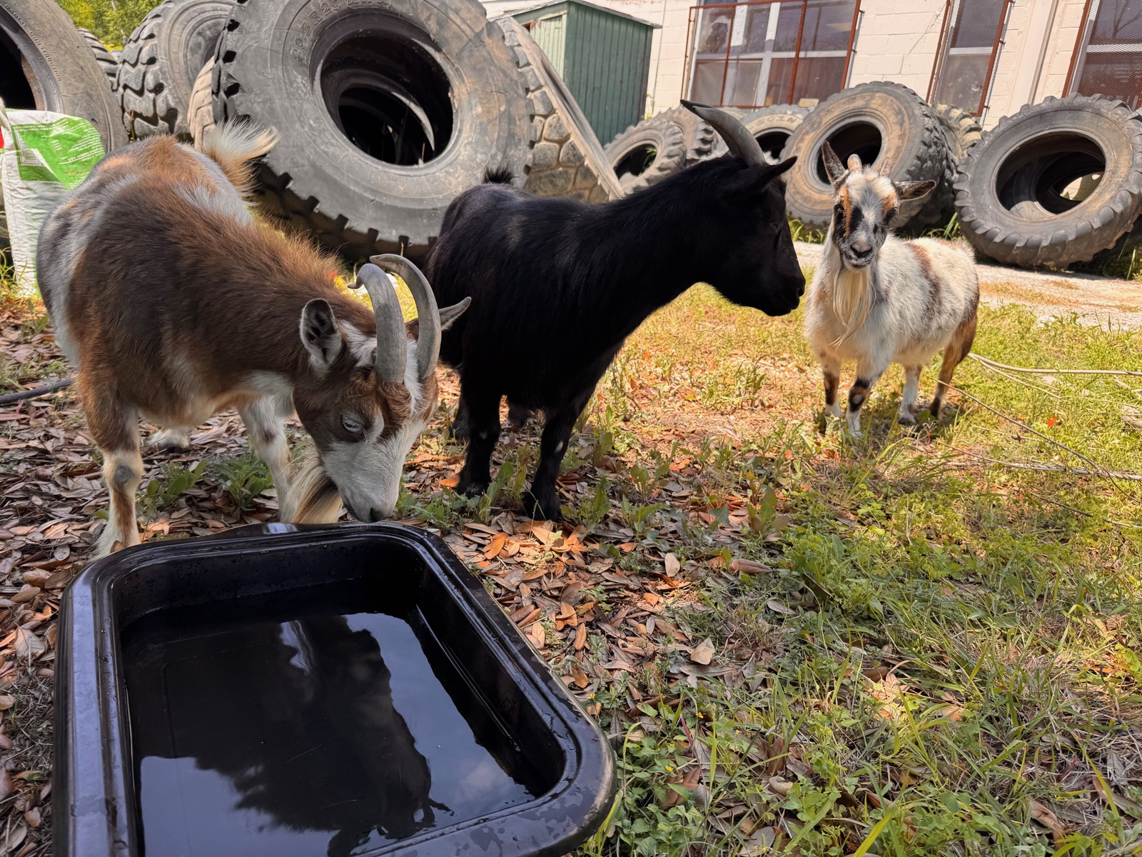 Goats grazing the temporary ecological field at 702.