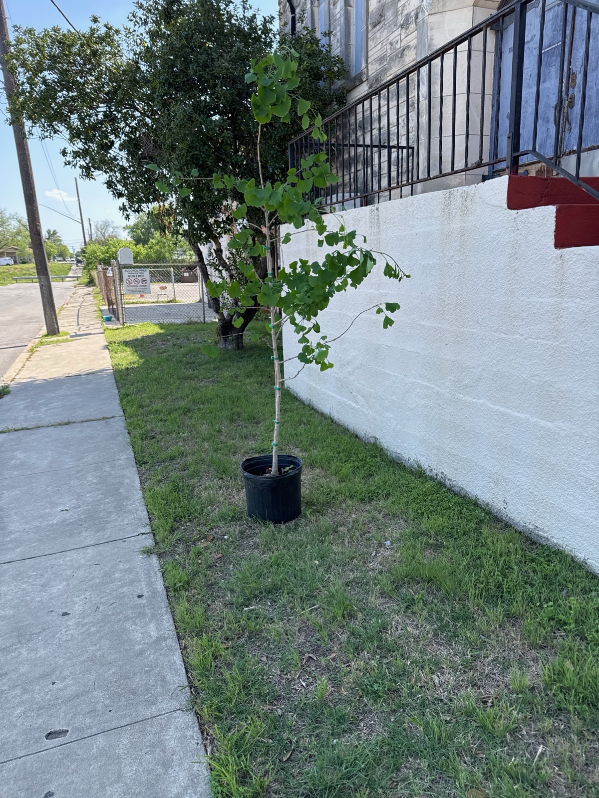 A newly planted tree against the freshly painted building walls at 702.