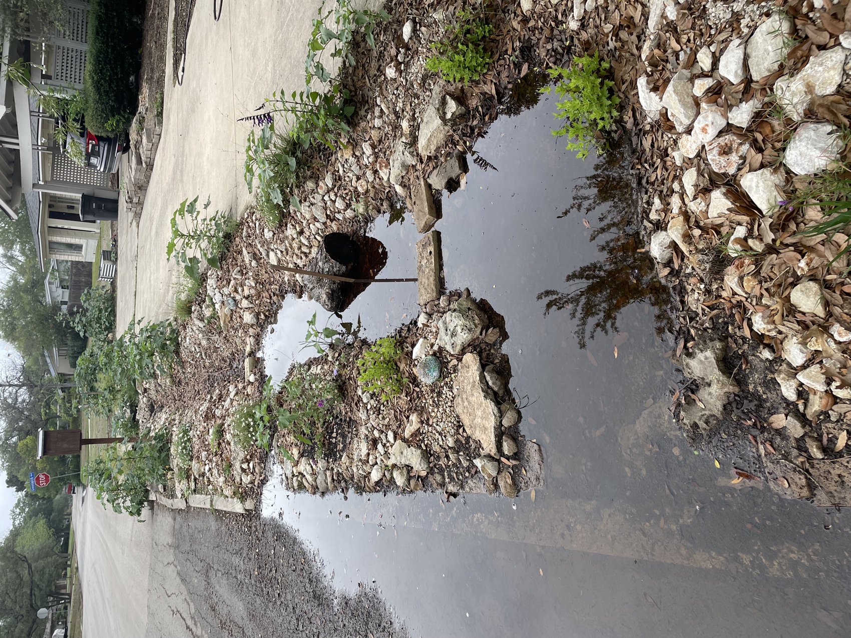 A curbside bioswale catching street runoff in the rain.