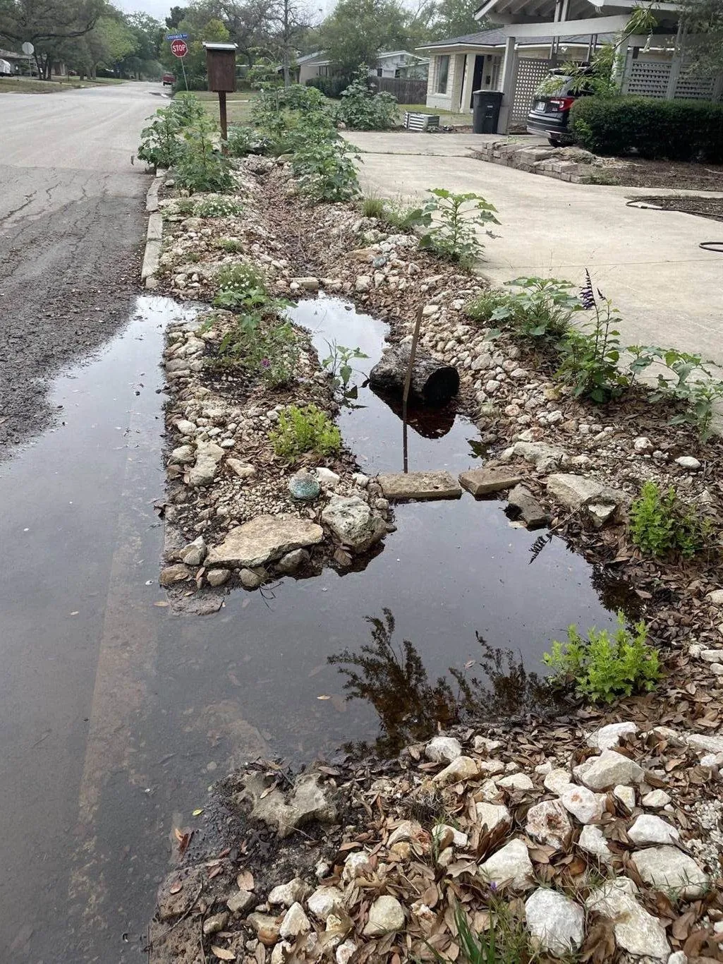 A curbside bioswale Noon built, drinking a storm off the street