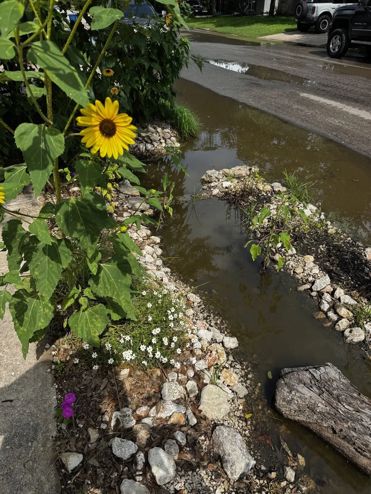 One season on: a sunflower taller than a person growing beside the stone-lined channel where water used to pool.