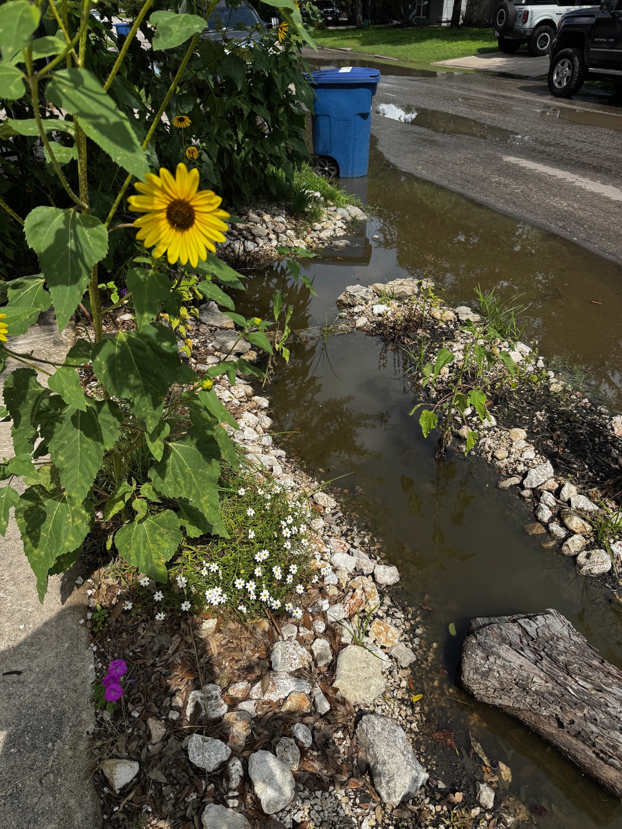 A tall sunflower blooming at the edge of the stone-lined bioswale, which holds water while the street beyond floods.