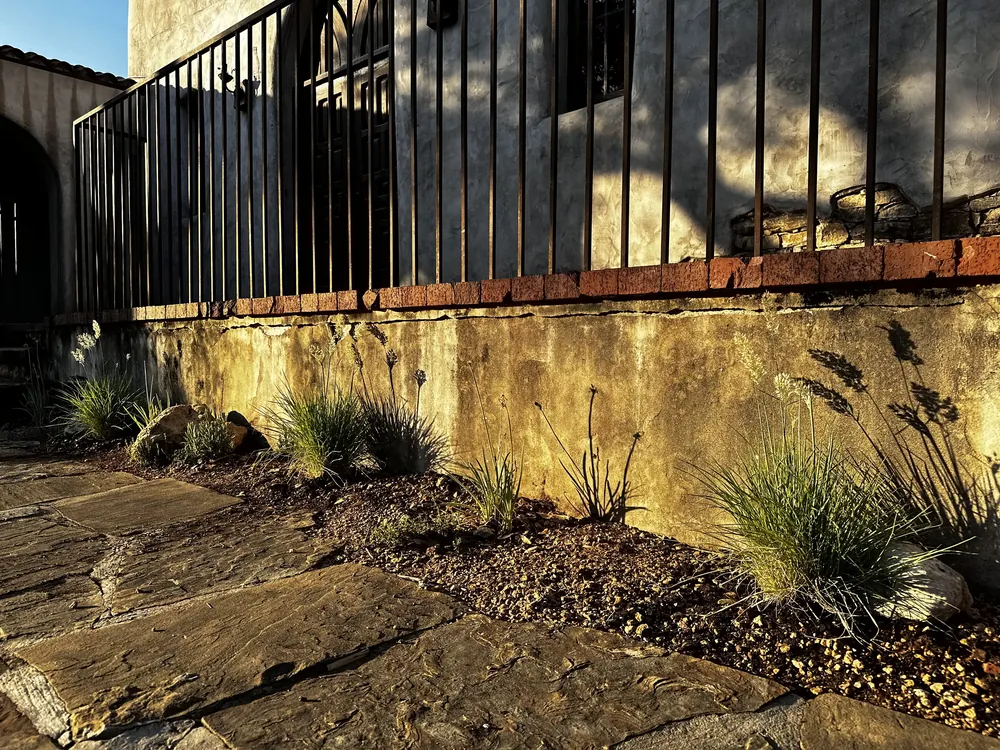 Grasses and young plants in front of the terrace wall at dusk, warm light on the plaster.