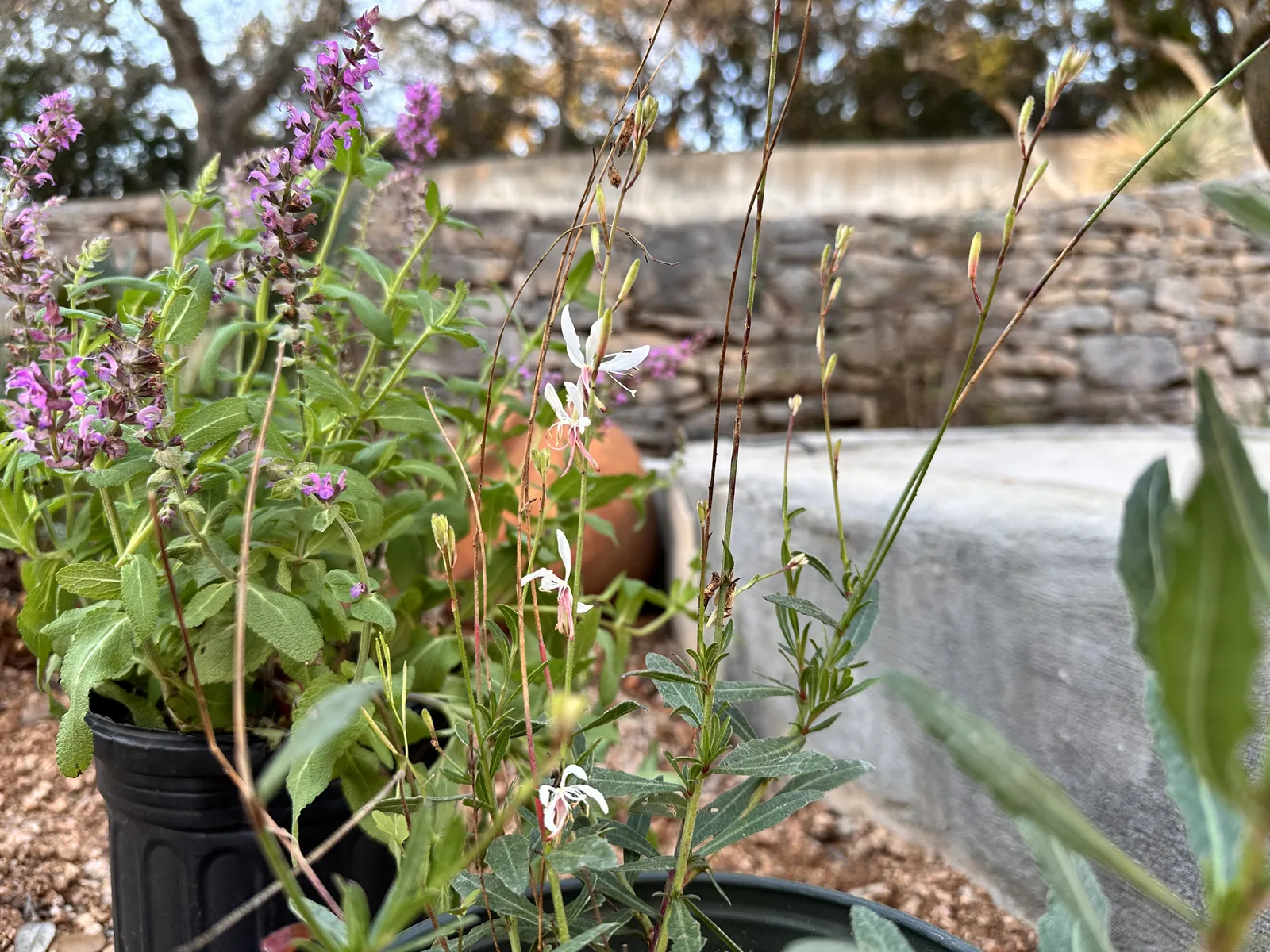 Salvia and gaura in flower on the terrace of the courtyard huerta, the dry-stone wall behind, evening light.
