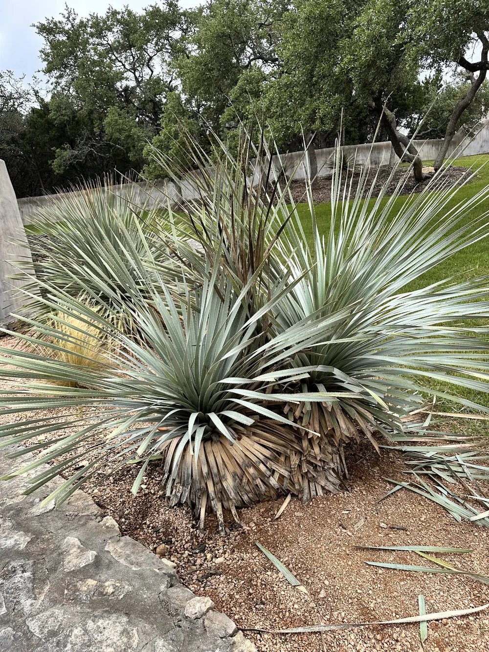 A yucca in the terrace bed against the dry-stone wall, its lower leaves taken back clean.