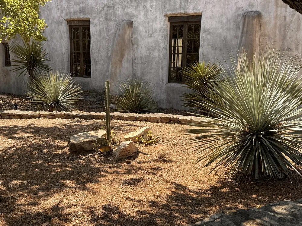 Blue-grey yuccas and a young cactus set in gravel against the whitewashed mission wall.