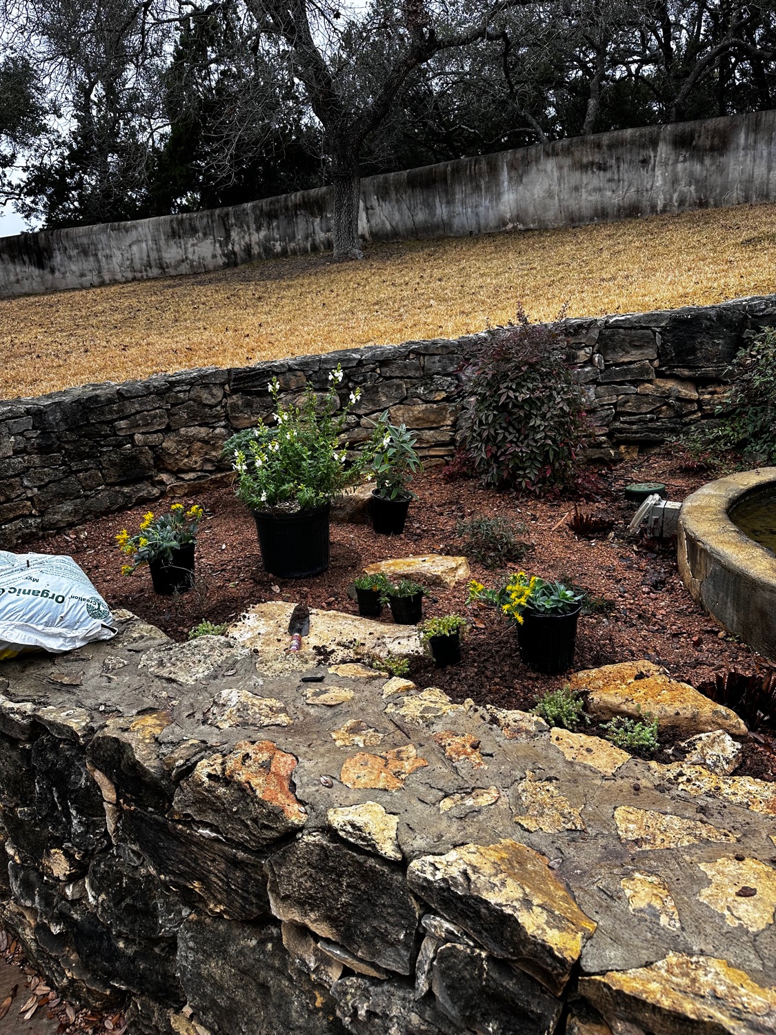 Stone-edged planting terraces with mulched beds and potted natives staged for planting, oak canopy overhead.