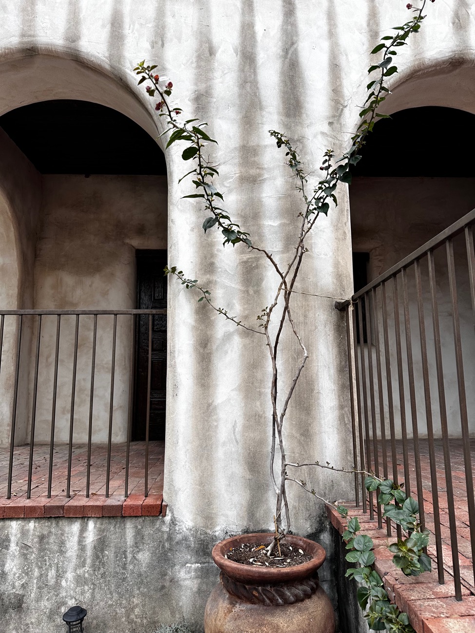 A mission-styled arched portico with a young espaliered tree trained against the stucco.