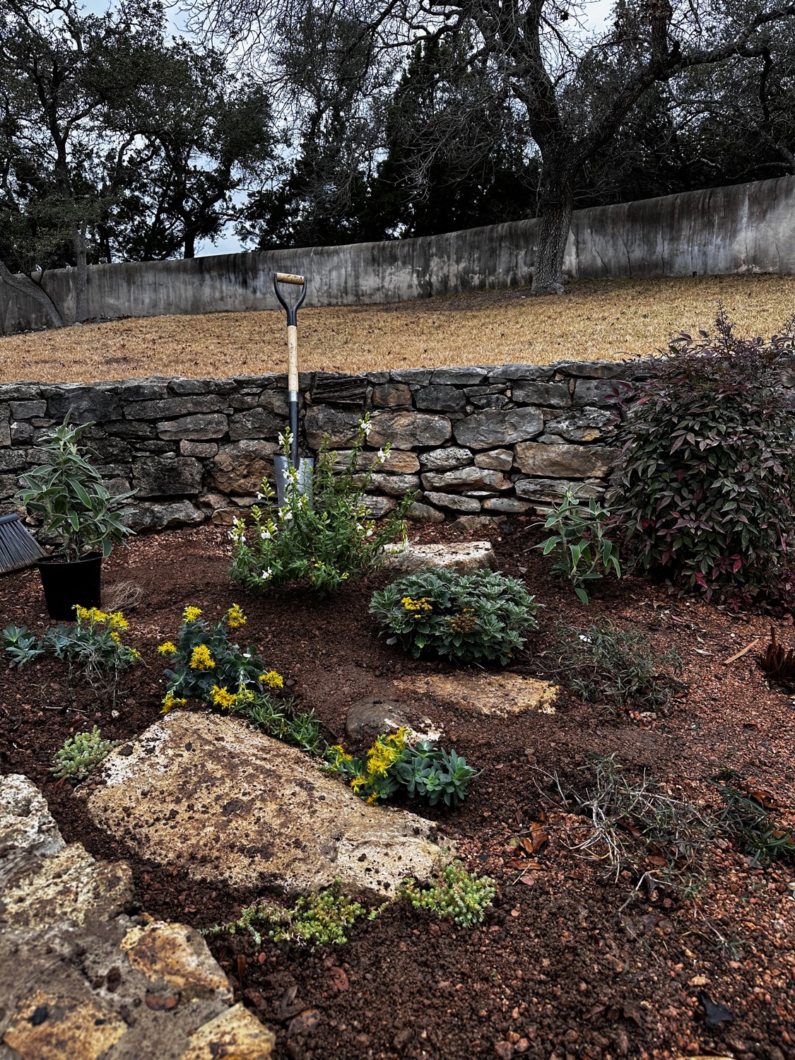 A freshly planted bed of natives along a stone retaining wall, a shovel still standing in the worked soil.