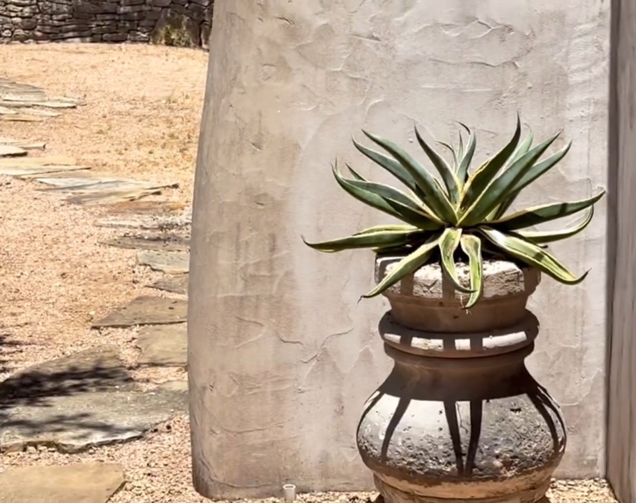 A variegated agave growing in a sculptural stone urn against a stucco wall.