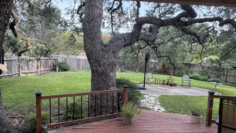 A live oak over a backyard lawn.