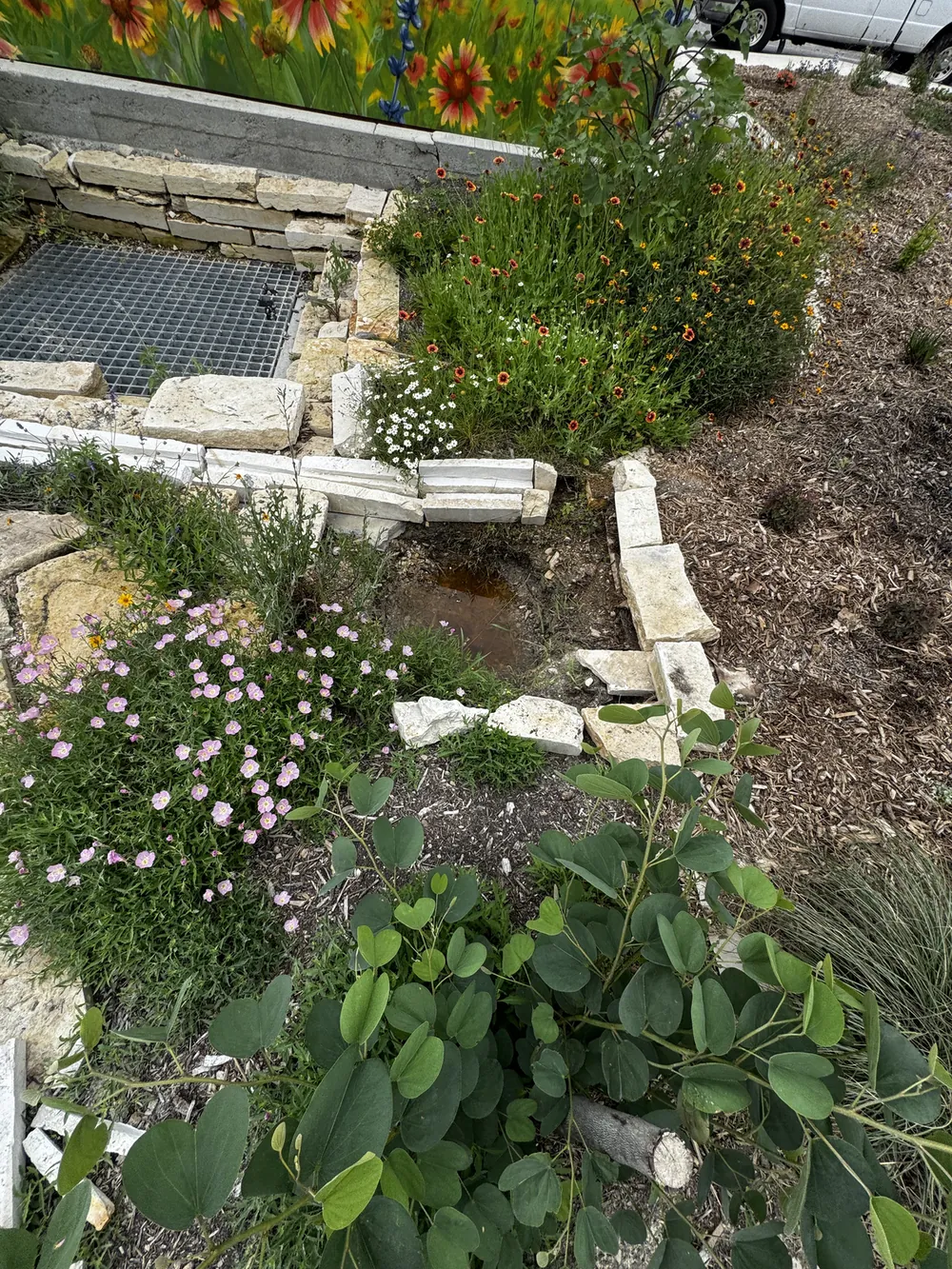 The rill in flower seen from above, the mural wall behind.