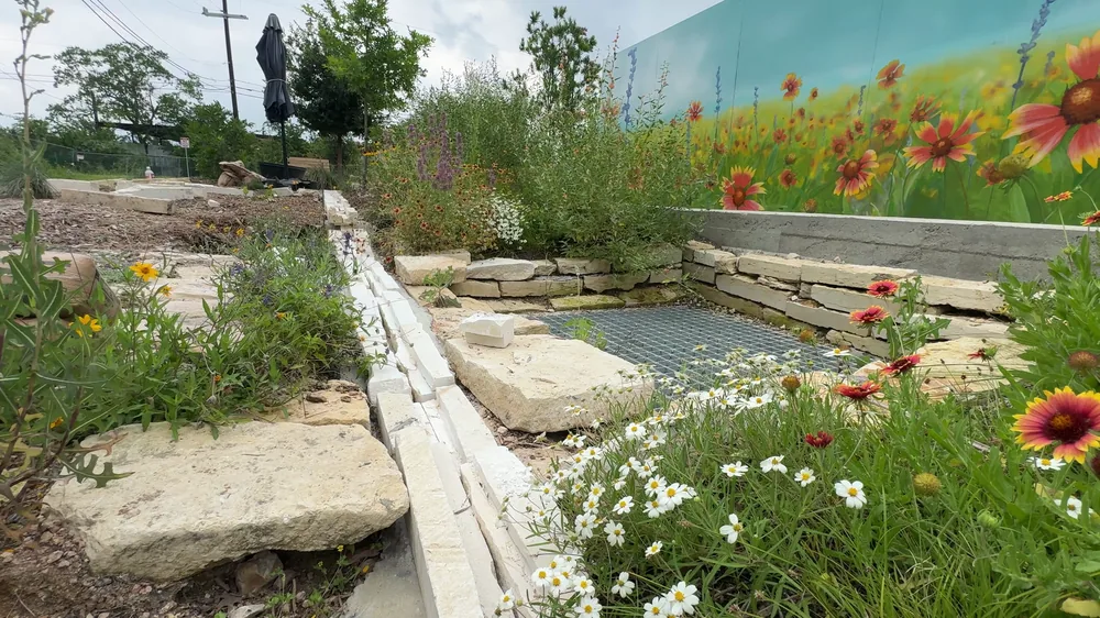 The limestone rill running between blackfoot daisies at Towne Twin, the mural wall behind.