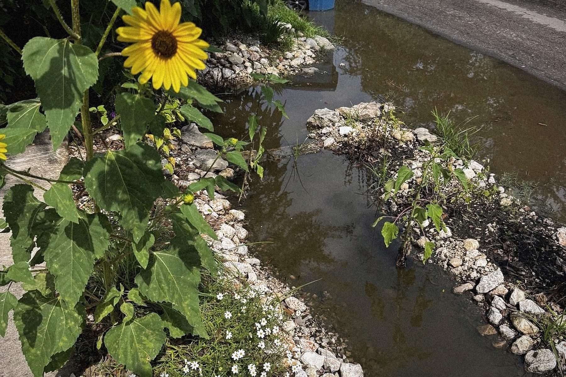 A volunteer sunflower, one season on.