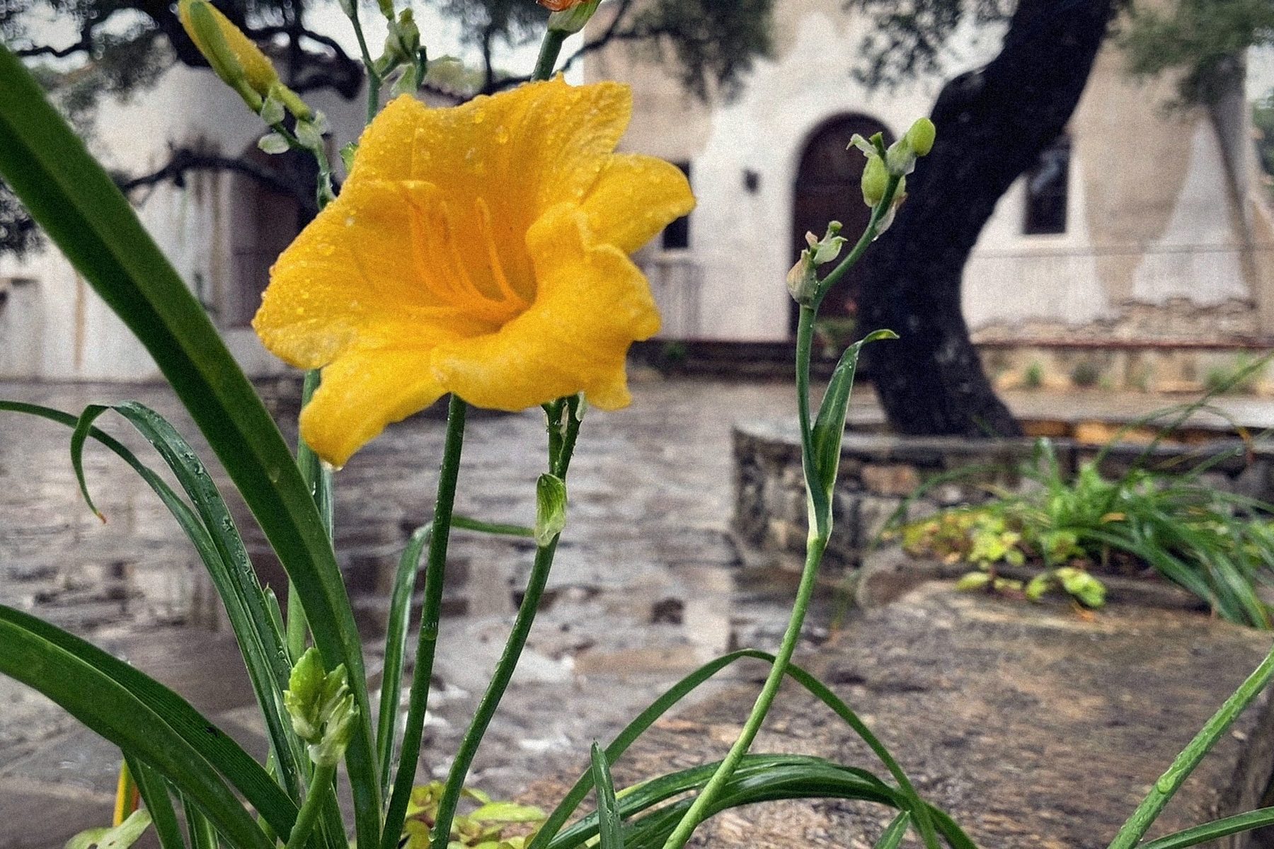 A daylily in the rain, the mission behind it.