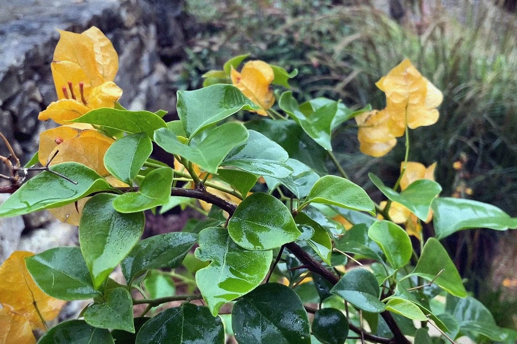 Bougainvillea, yellow bracts, against the stone wall after rain.