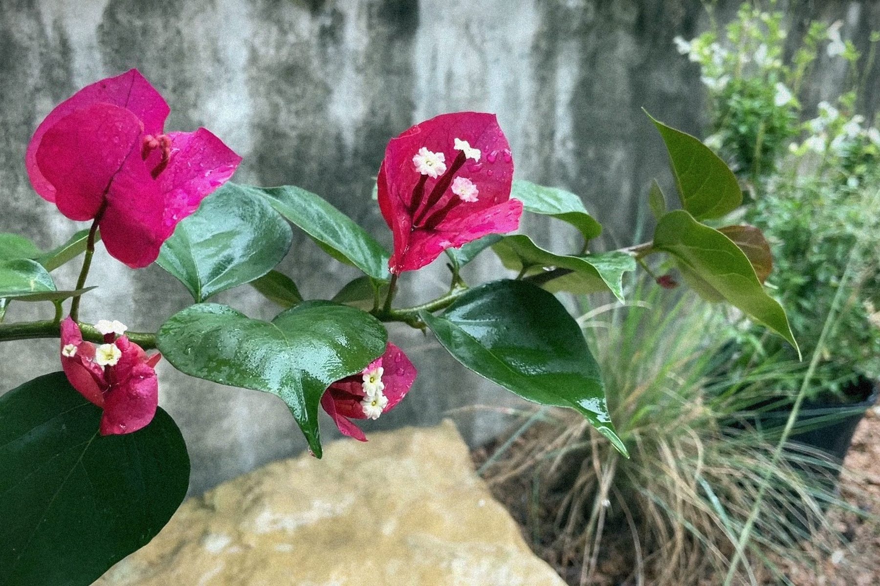 Bougainvillea, magenta, at the mission wall.