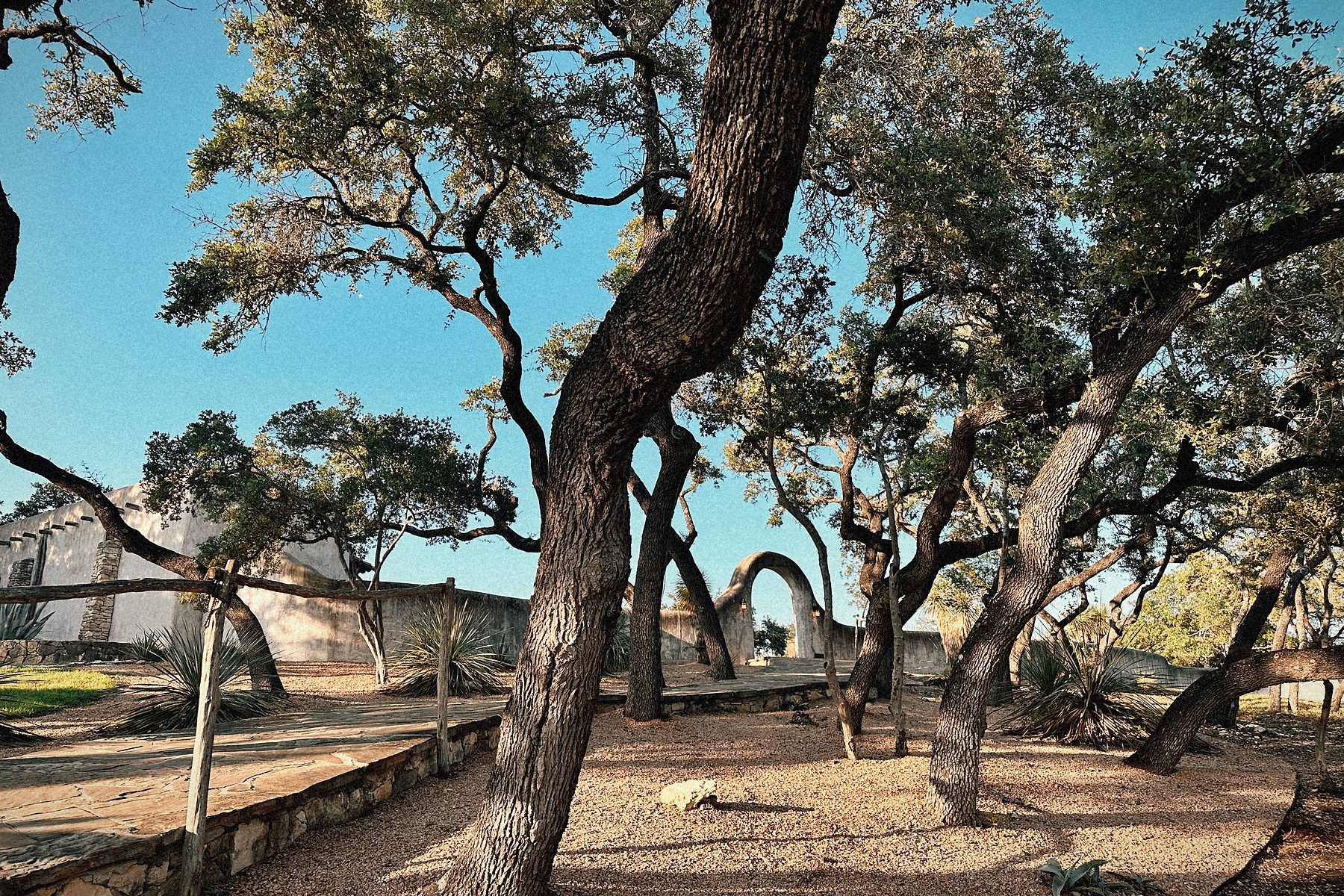 Under the live oaks: the ground kept open to their roots.