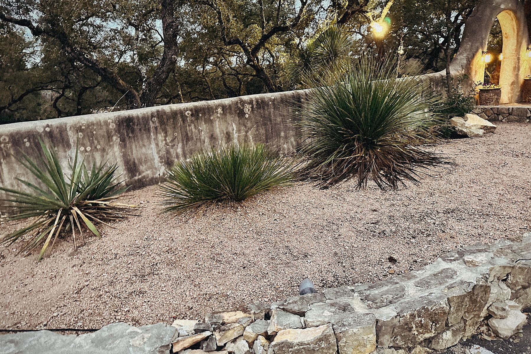 Yuccas in gravel along the wall. Nothing synthetic, nothing watered by hand.